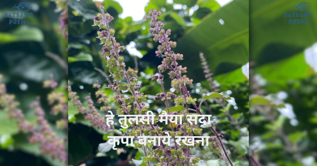 Hey Tulsi Maiya Sada Kirpa Banaye Rakhna Lyrics